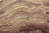 Polished Domal Stromatolite Slab - Billion Years Old #239929-1